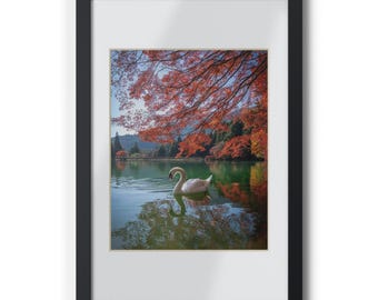 Swan in Autumn Lake Framed Poster | Black Frame