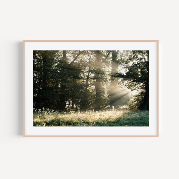 Kunstfotografie ungerahmt I FineArt Print - Wiese am Morgen