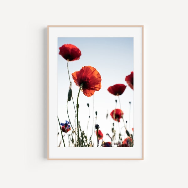 Kunstdruck ungerahmt I FineArt Print - Mohnblume