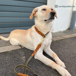 May include: A light-colored dog wearing a brown braided leather collar and leash. The leash has a gold-colored clasp and olive green strap. The dog is lying down on a dark surface.