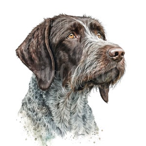 German Wirehaired Pointer Clipart 10 High Quality Jpgs Digital Paper ...