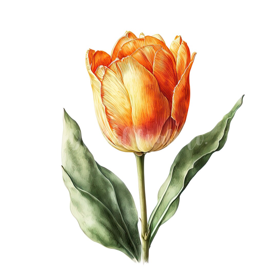 Orange Tulip Clipart 10 High Quality Jpgs Digital Download Great for