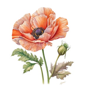 Oriental Poppy Clipart 10 High Quality Jpgs Digital Download Great for ...