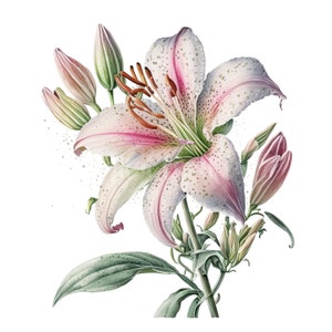 Stargazer Lily Clipart 10 High Quality Jpgs Digital - Etsy