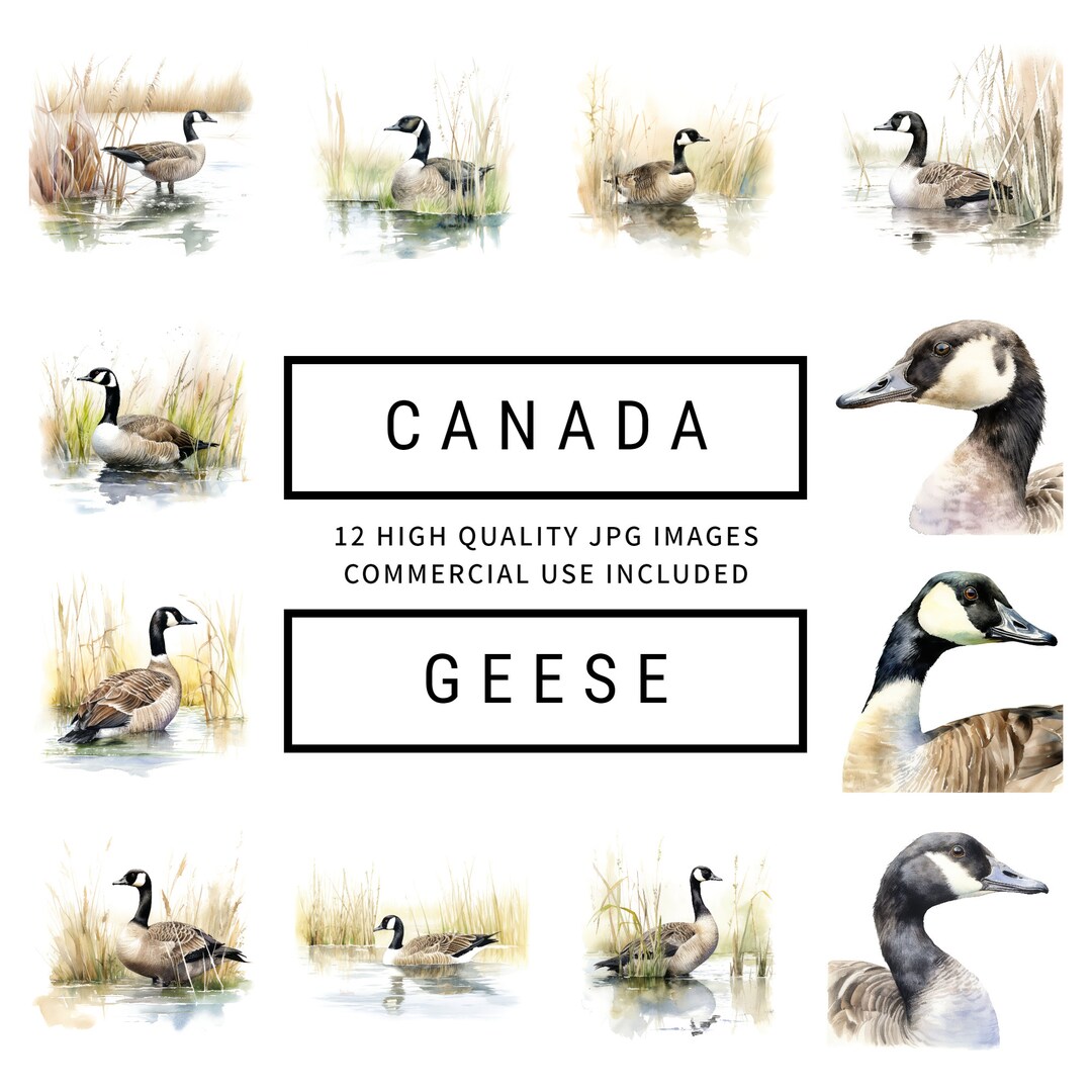 Canada Geese Clipart 12 High Quality Jpgs Digital Planners, Junk ...