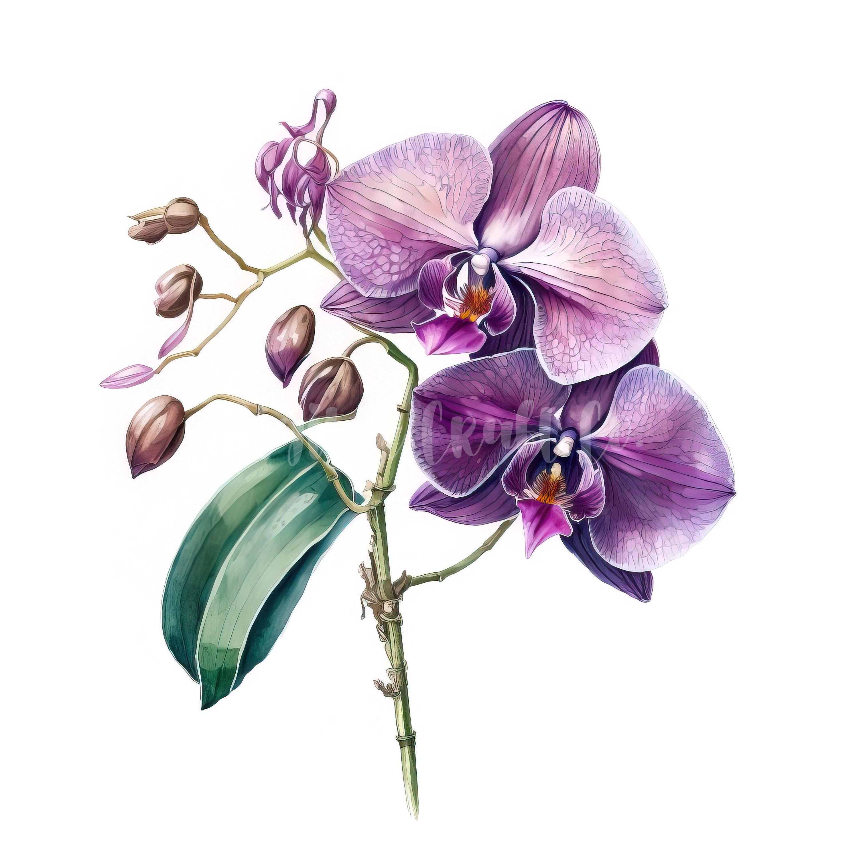 Purple Orchid Clipart 12 High Quality Jpgs Digital Etsy
