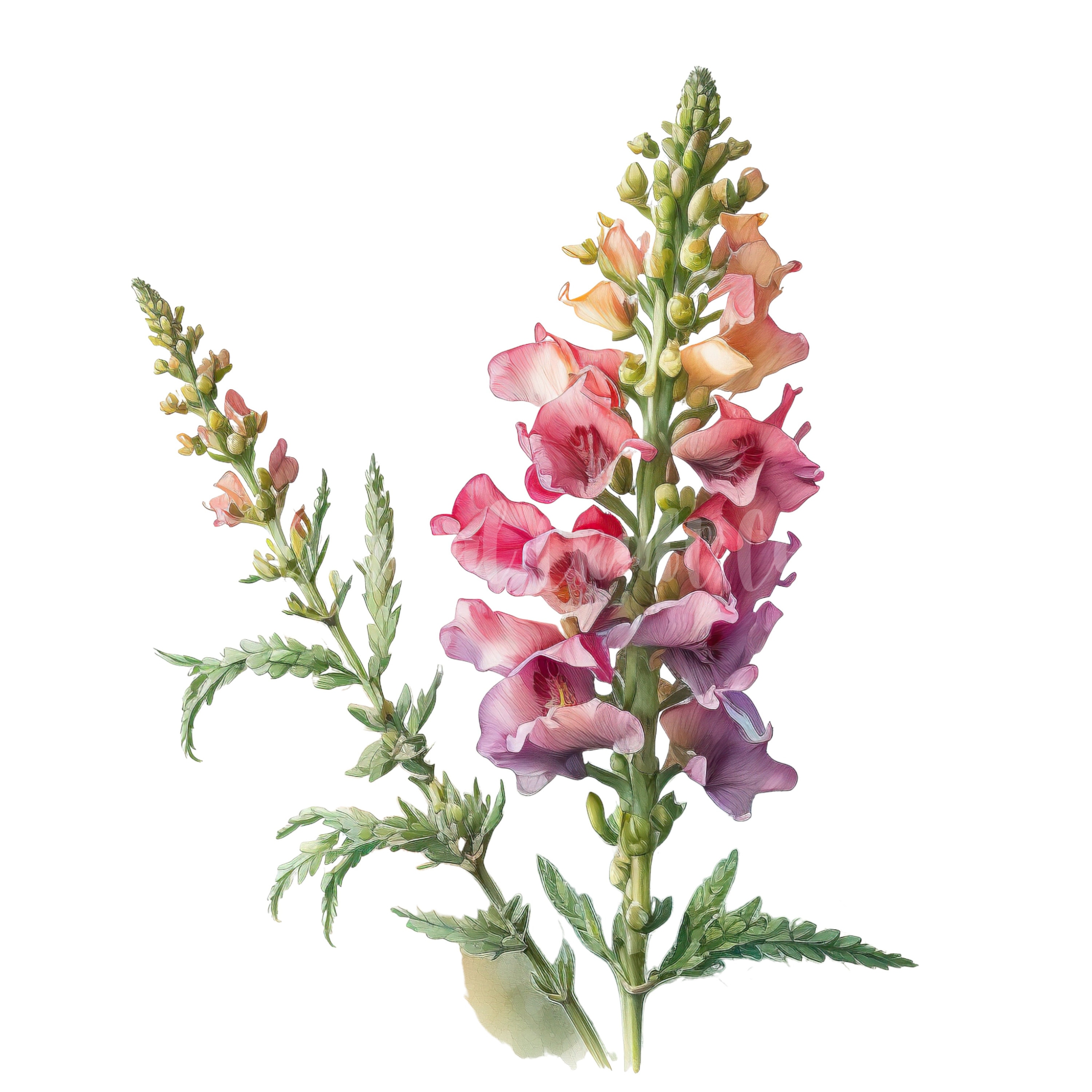 Snapdragon Clipart 10 High Quality Jpgs Digital Download Great for Card  Making, Mixed Media, Digital Paper Craft and More - Etsy