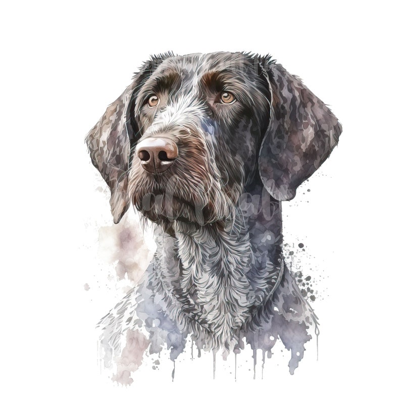 German Wirehaired Pointer Clipart 10 High Quality Jpgs - Etsy
