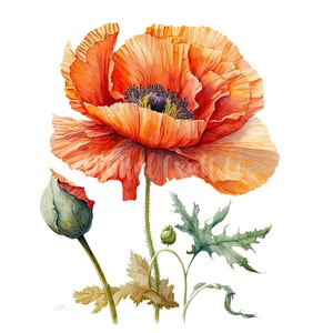 Oriental Poppy Clipart 10 High Quality Jpgs Digital Download Great for ...