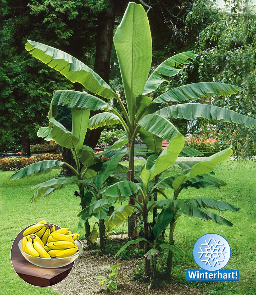 Winterharte Bananen 'grün' 1 Pflanze Faserbanane Etsy.de
