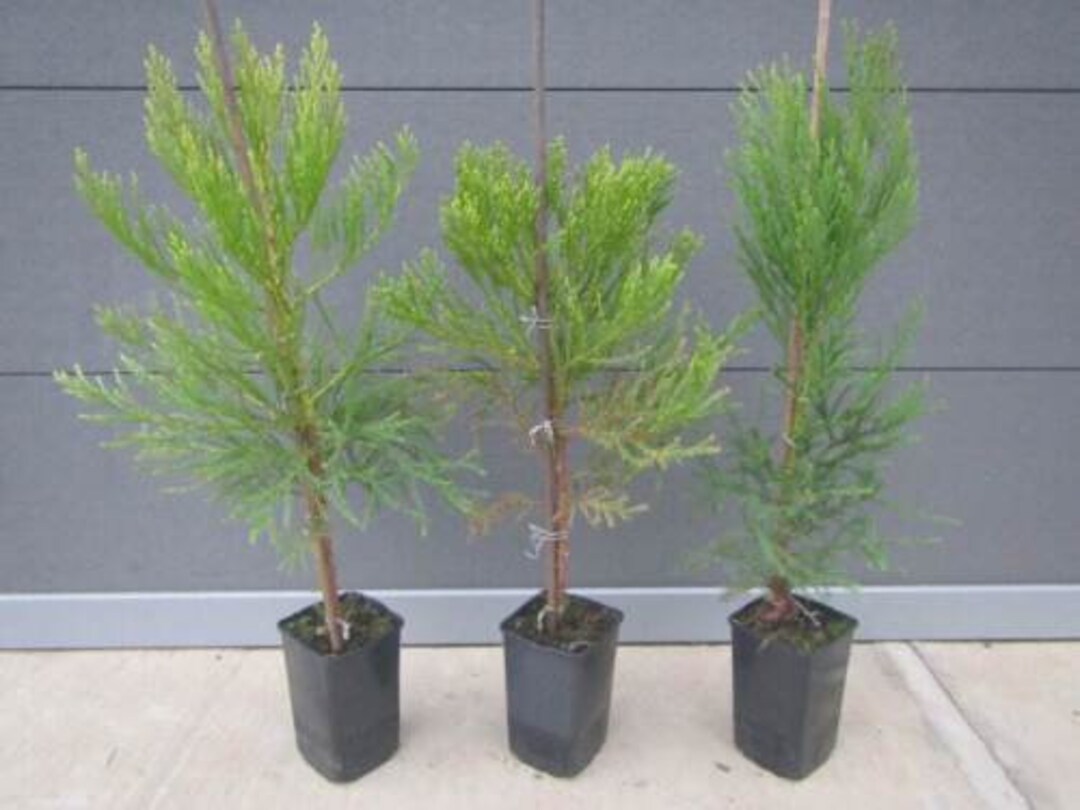 Sequoiadendron Giganteum Giant Sequoia Plant 5070 Cm Frost Etsy