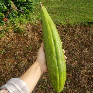 Luffa Kürbis Samen