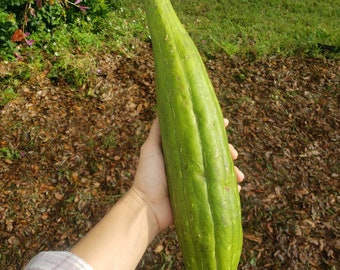 Luffa Gourd seeds