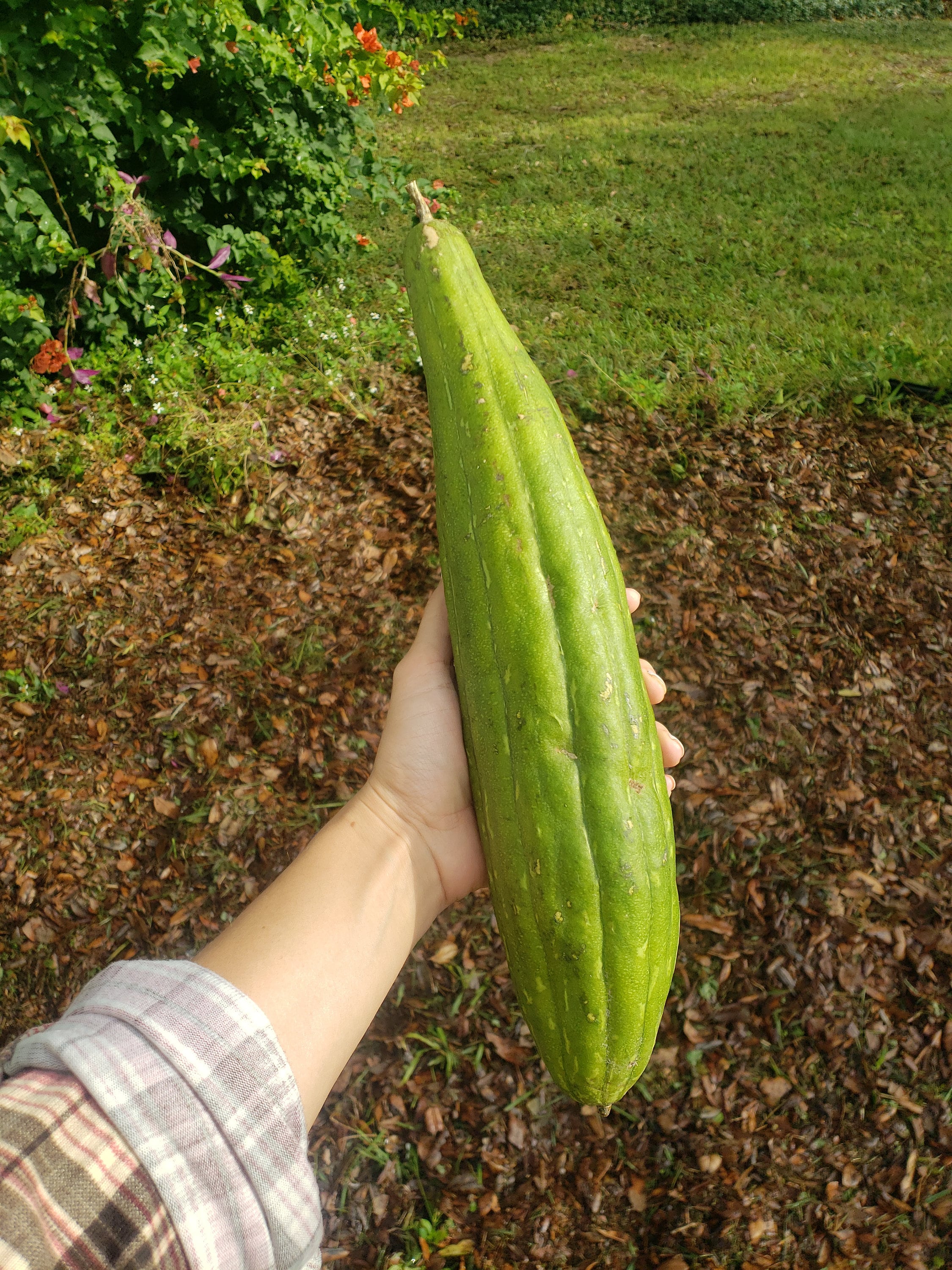 Luffa Gourd Seeds Etsy