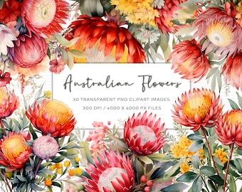 Australian Flowers Watercolor Clipart, Aussie Flowers, Instant Download, Waratah Flower, Vibrant Watercolor Flowers, Floral, Transparent PNG