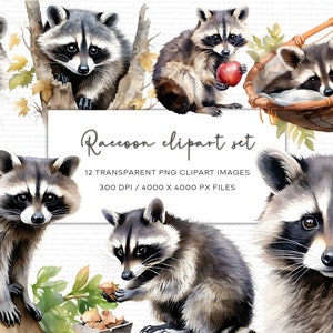 Clipart aquarelle de raton laveur, Illustration de raton laveur, PNG Transparent, Clipart aquarelle animaux, téléchargement immédiat, usage commercial, art de raton laveur