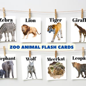 May include: Zoo animal flash cards with images of a zebra, lion, tiger, giraffe, elephant, wolf, meerkat, and leopard. Each card has the animal's name printed in black text at the top.