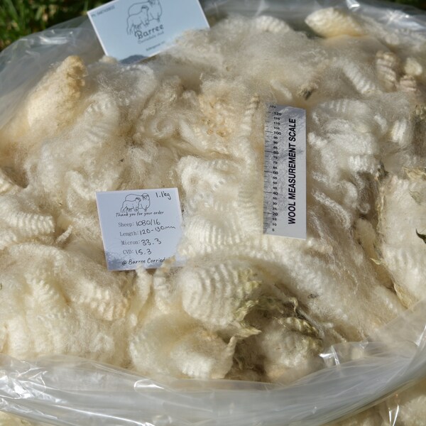 Corriedale raw fleece - '1080' - 1.1kg