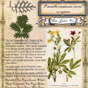 May include: An illustrated botanical print of Cinquefoil, also known as Potentilla canadensis, erecta, or reptans. The print features a detailed illustration of the plant, along with its magical uses, including protection, luck, and love. The text also mentions the plant's association with the planet Jupiter and the element of fire.
