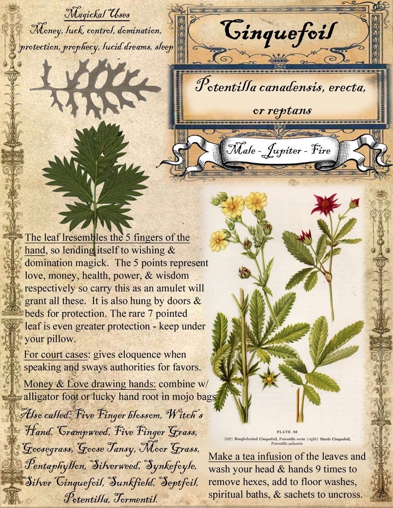 May include: An illustrated botanical print of Cinquefoil, also known as Potentilla canadensis, erecta, or reptans. The print features a detailed illustration of the plant, along with its magical uses, including protection, luck, and love. The text also mentions the plant's association with the planet Jupiter and the element of fire.