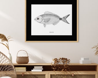 Fish | Vintage Oblada melanura Illustration | Saddle Bream | Fish Artwork | Digital Download |  Instant Download | Printable Wall Art