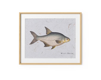 Fish | Vintage White Bream Illustration | Fish Art | Digital Download | Home Decor | Instant Download | Printable Wall Art | Retro Art Print