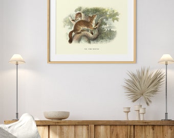 Animal | Vintage Pine Marten (Martes martes) Illustration | Animal Artwork | Digital Download |  Instant Download | Printable Wall Art