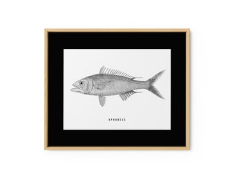 Pesce / Illustrazione Aphareus vintage / Opera d'arte pesce / Download digitale / Arredamento per la casa / Download istantaneo /Arte da parete stampabile / Stampa d'arte retrò