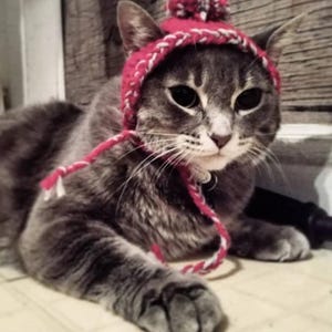Peut inclure: Un chat tigré gris portant un bonnet rouge et blanc tricoté avec un pompon. Le chat est allongé, les pattes avant tendues. Le chapeau a une attache tressée rouge et blanche.