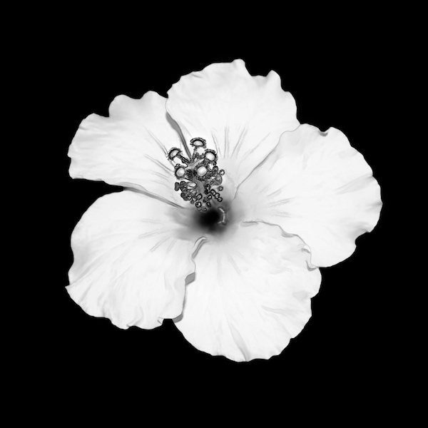 Flower, Sketched Hibiscus, Canvas Wall Art, Soft Sketched Macro Photo, Black and White, Modern Floral Home Decor, Botanical