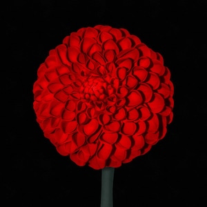 May include: A close-up of a vivid red dahlia flower set against a black backdrop. The flower's many petals create a rounded form. The stem is a dark green, offering a contrast to the bright red of the flower.