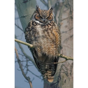 Great Horned Owl in a Tree Wall Art, Softly Painted Bird, Canvas/Metal/Acrylic Prints, Traditional Animal Home Decor