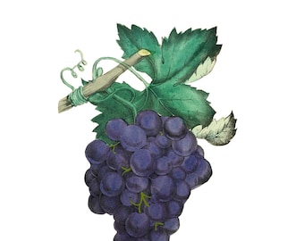 Vid de uva común vintage PNG, ilustración botánica vintage, 1855