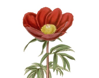 Vintage Tree Peony, Vintage Botanical Illustration, Curtis, 1835