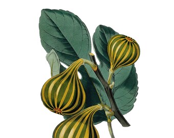 Higo vintage PNG, ilustración botánica vintage, 1869