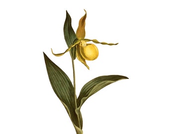 Vintage Yellow Lady Slipper, Vintage Botanical Illustration, Curtis, 1805