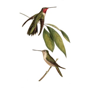 May include: Two hummingbirds perched on branches. The top hummingbird is green with a red throat and is facing right. The bottom hummingbird is green and brown and is facing left. Both hummingbirds are on a white background.