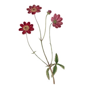 ヴィンテージ コスモス PNG、ヴィンテージ 植物イラスト、エドワーズ、1838