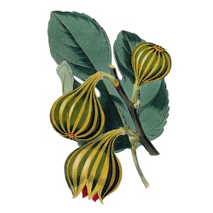 May include: A botanical illustration of a fig branch with three green and yellow striped figs. The branch has green leaves and a brown stem.