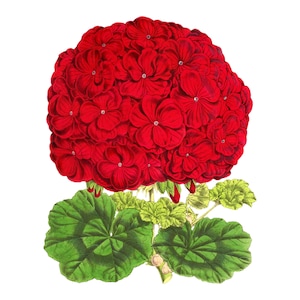 Puede incluir: Una flor de geranio roja vibrante con hojas verdes exuberantes. La flor está en plena floración, con muchos pétalos agrupados.