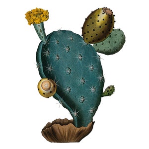 Fico d'india d'epoca Cactus, Illustrazione botanica d'epoca, Pass, 1800