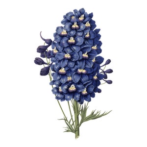 Vintage Delphinium PNG, Vintage Botanical Illustration