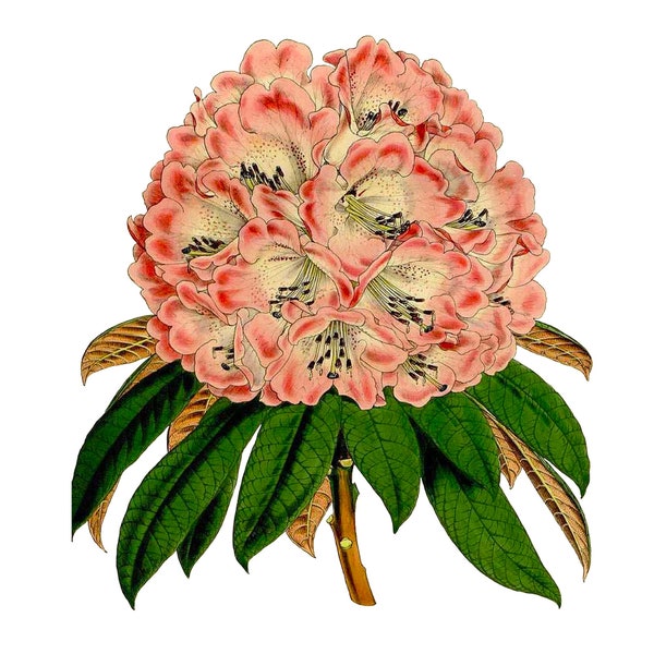 Vintage Rhododendron PNG, Vintage Botanical Illustration, Curtis, 1848