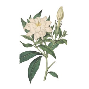Vintage Gardenia PNG, Vintage Botanical Illustration, Sydenham Teak Edwards