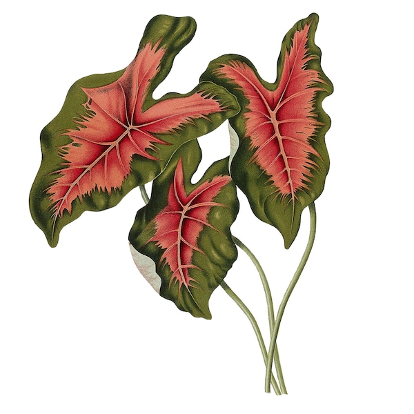 Vintage Caladium PNG, Vintage Botanical Illustration, Van Nooten, 1880