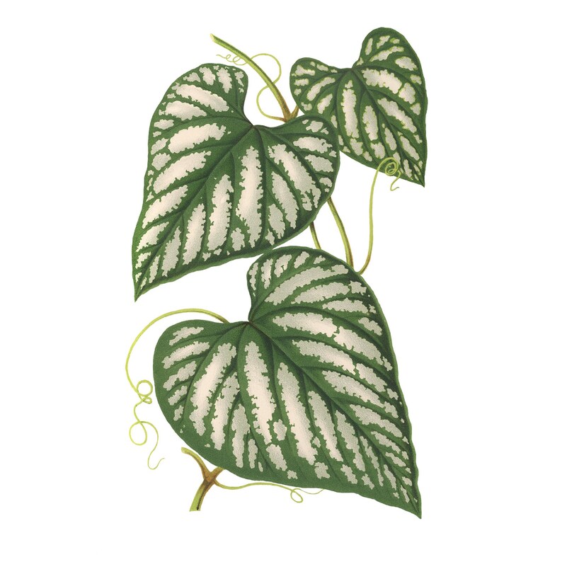 May include: A close-up of a green and white leafy plant with heart-shaped leaves. The leaves have a white veined pattern.