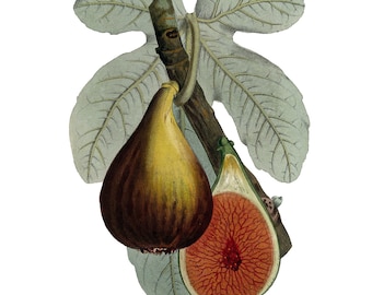 Higo vintage PNG, ilustración botánica vintage
