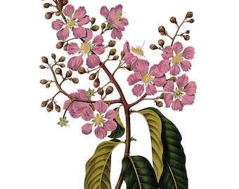 Vintage Giant Crepe Myrtle, Vintage Botanical Illustration, Berthe Hoola van Nooten