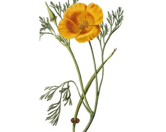 Vintage California Poppy PNG, Vintage Botanical Illustration, Sydenham Teak Edwards