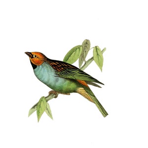 May include: A small, green and orange bird perched on a branch with green leaves. The bird has a long tail and a bright orange head.